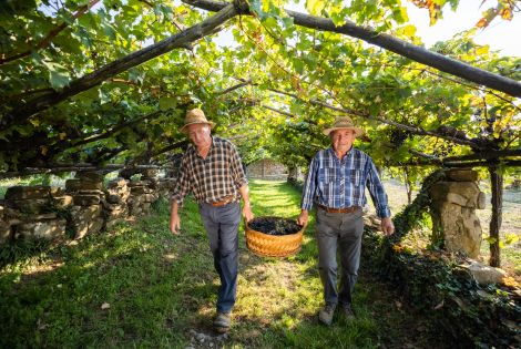 Ogled stoletnega vinograda in degustacija